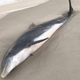 Illustration for article titled NOAA Offers $20,000 Reward for Info on Sickos Who Stabbed, Shot Two Dolphins in Florida